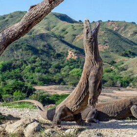 One-Day Komodo Tour By Speedboat