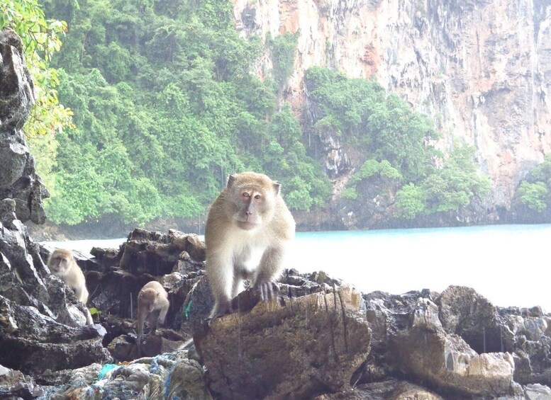 Picture 6 for Activity From Phi Phi: Full day Phi Phi Island tour by speed boat.