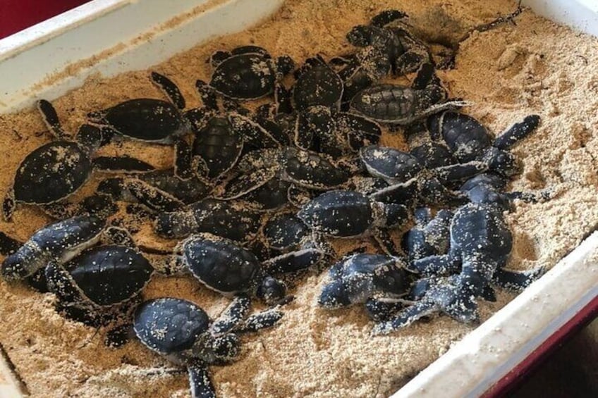 turtle nursery