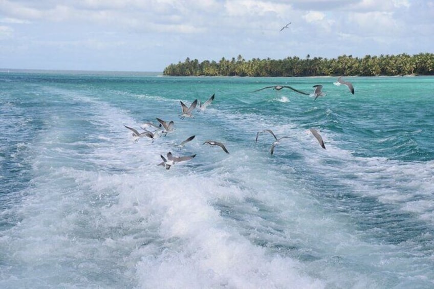 Seagull following our boat on the way to Saona Island