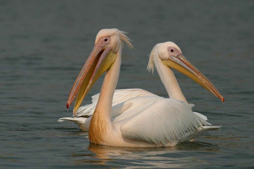 Picture 3 for Activity 1-Day Shoebill Stork and Birding Experience