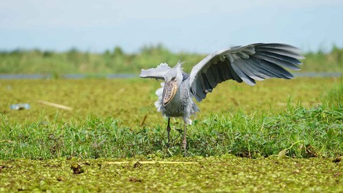 1-Day Shoebill Stork and Birding Experience