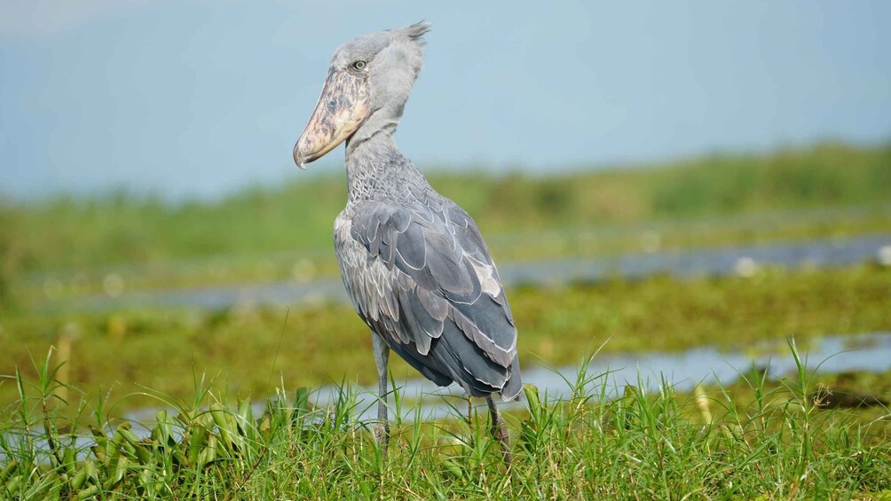 Picture 1 for Activity 1-Day Shoebill Stork and Birding Experience