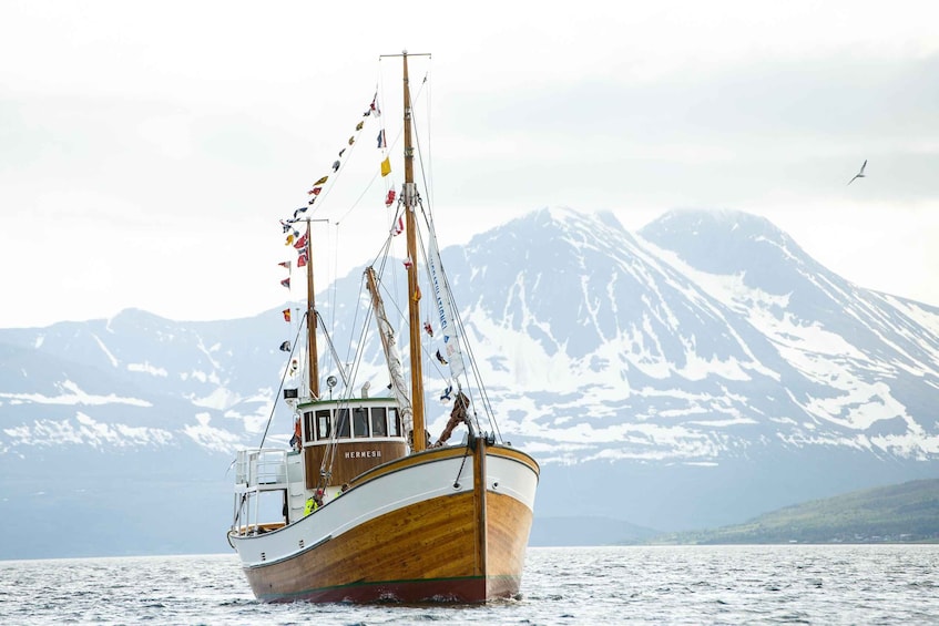 Picture 4 for Activity Tromsø: Arctic Light Evening Cruise with Fish Soup