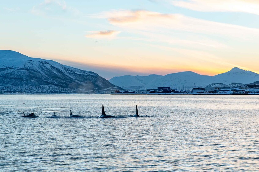 Picture 14 for Activity Tromsø: Arctic Light Evening Cruise with Fish Soup