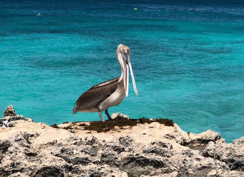 Picture 5 for Activity Aruba: One Happy Island Road Trip Route via Mobile App