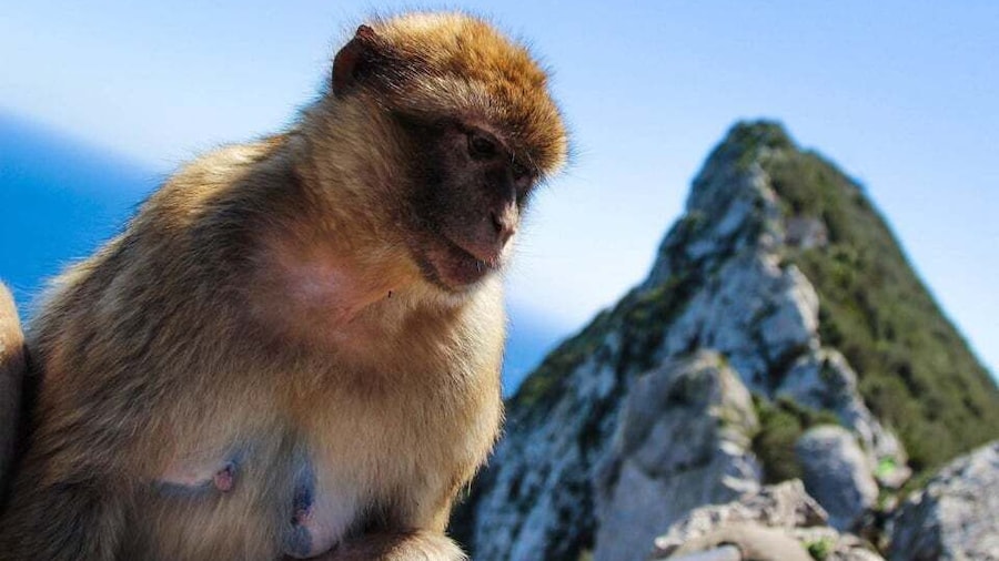 Picture 1 for Activity From Malaga: Full-Day Trip to Gibraltar