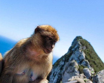 De Malaga : Excursion d’une journée à Gibraltar