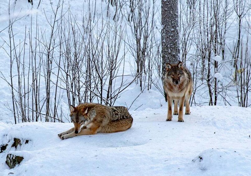 Picture 4 for Activity From Rovaniemi: Private Tour to Ranua Zoo