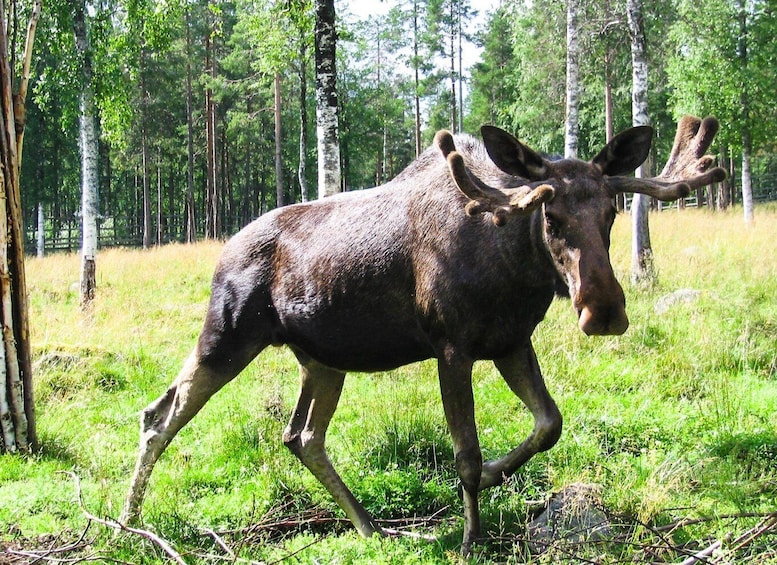 Picture 1 for Activity From Rovaniemi: Private Tour to Ranua Zoo