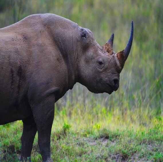 Picture 2 for Activity Nairobi National park