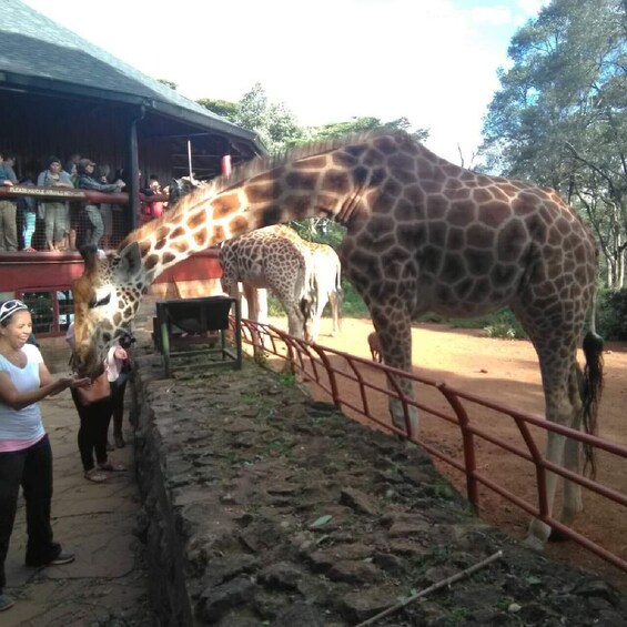 Picture 5 for Activity Nairobi National park