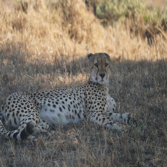 Picture 1 for Activity Nairobi National park