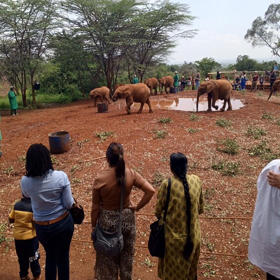 Picture 4 for Activity Nairobi National park