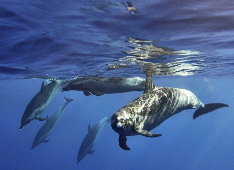 Picture 3 for Activity Waikiki: Monk Seal Bay Dolphin and Turtle Jet Snorkel Tour