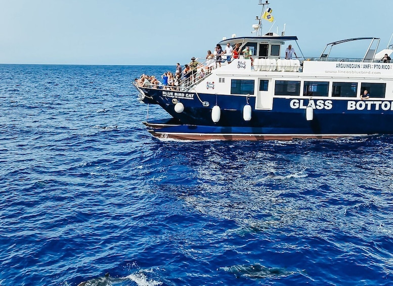 Picture 1 for Activity Gran Canaria: Catamaran Dolphin Watch Cruise with Snorkeling