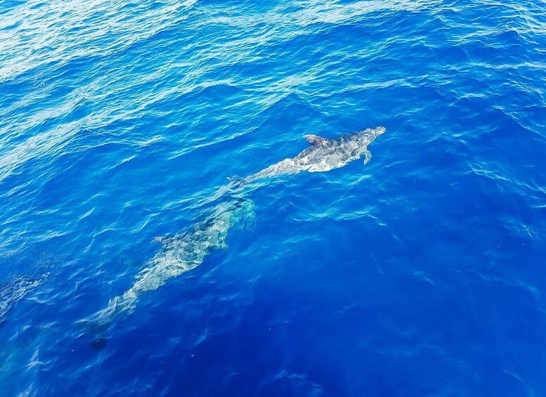 Picture 6 for Activity Gran Canaria: Catamaran Dolphin Watch Cruise with Snorkeling