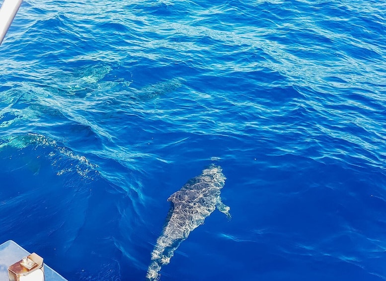 Picture 4 for Activity Gran Canaria: Catamaran Dolphin Watch Cruise with Snorkeling