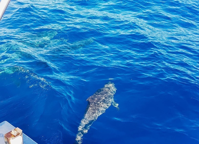 Picture 4 for Activity Gran Canaria: Catamaran Dolphin Watch Cruise with Snorkeling