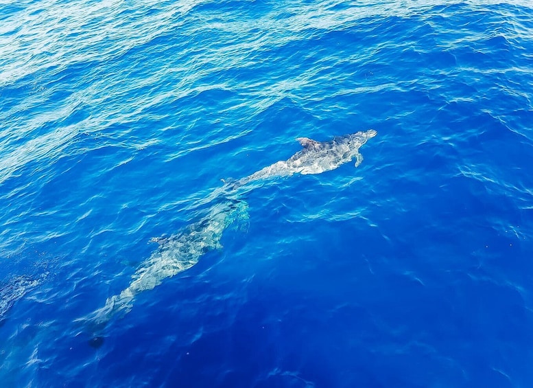 Picture 6 for Activity Gran Canaria: Catamaran Dolphin Watch Cruise with Snorkeling