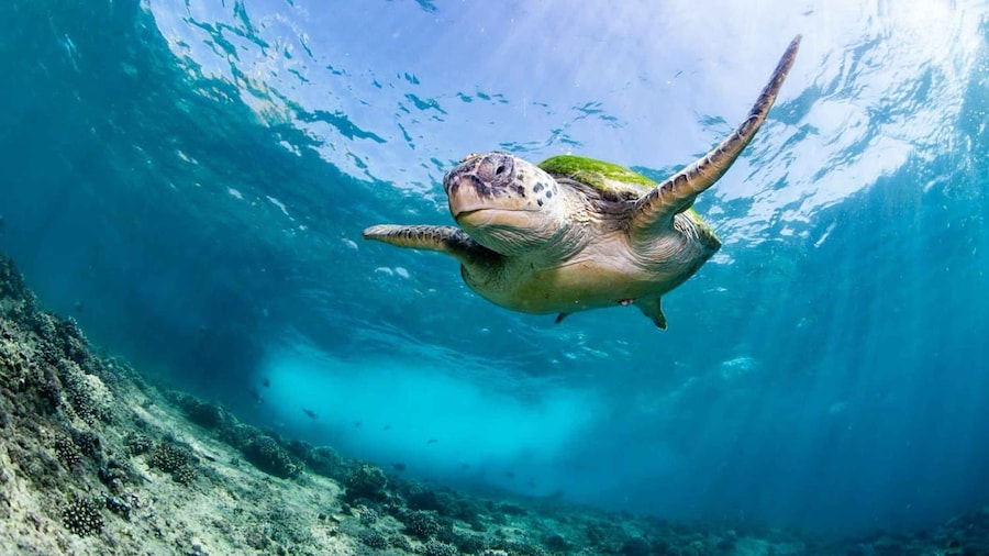 Snorkelling Tours to Daymaniyat islands