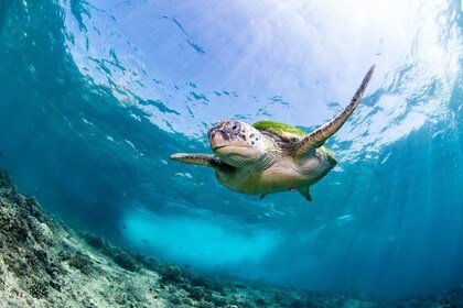 Snorkelling Tours to Daymaniyat islands