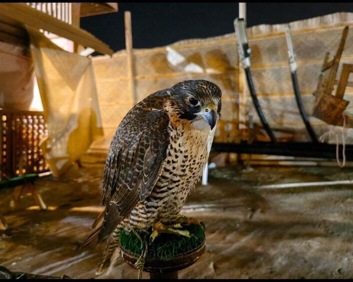 Picture 25 for Activity Doha: Desert Safari, Sand Boarding, Camel Ride & Inland Sea
