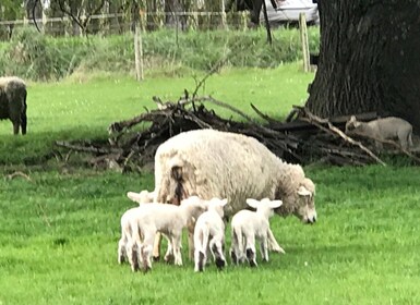 Desde Blenheim, descubra la región vinícola y la belleza de Marlborough