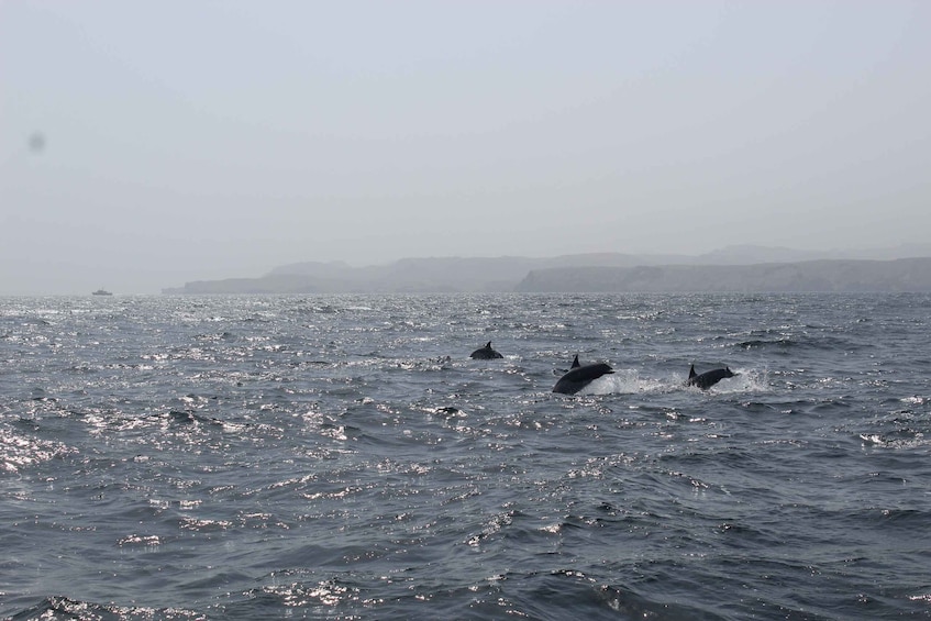 Picture 1 for Activity Muscat: Dolphin Watching and Snorkeling Tour By Speed Boat