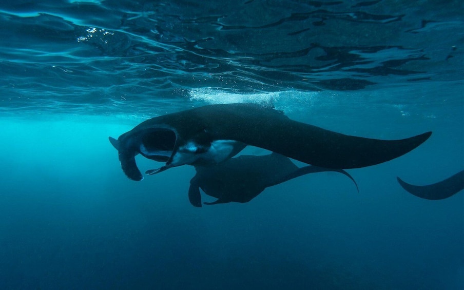 Picture 1 for Activity From Bali: Nusa Penida Private Snorkeling Tour with Lunch