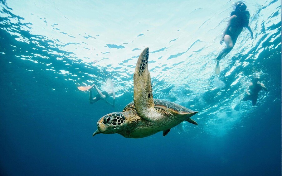 Picture 7 for Activity From Bali: Nusa Penida Private Snorkeling Tour with Lunch