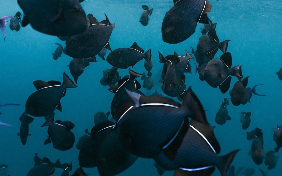 Picture 12 for Activity From Bali: Nusa Penida Private Snorkeling Tour with Lunch