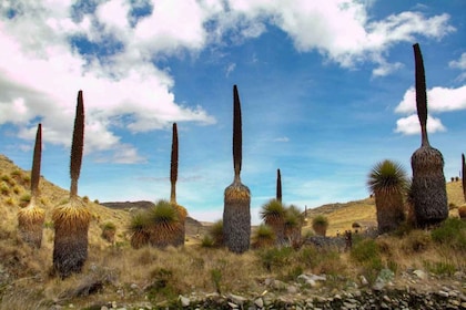 Huaraz-Excursion to the Pastoruri Snows and Puyas Raymondi