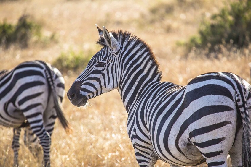 Picture 2 for Activity 3-Day Amboseli, Masai Mara Special Adventure