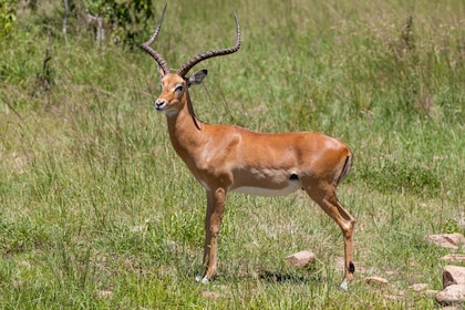 Avventura speciale di 3 giorni nel Masai Mara e Amboseli