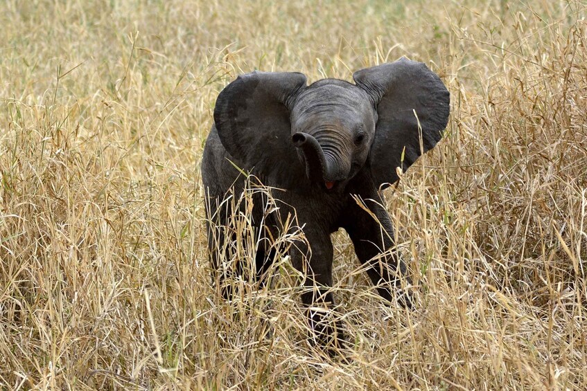 Picture 3 for Activity 3-Day Amboseli, Masai Mara Special Adventure