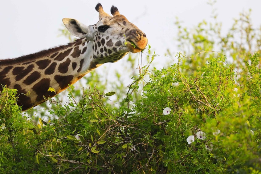 Picture 1 for Activity 3-Day Masai Mara, Amboseli Special Adventure