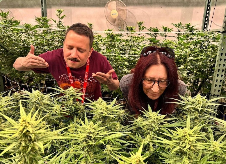 Picture 1 for Activity Denver: Private Luxury Cannabis Tour