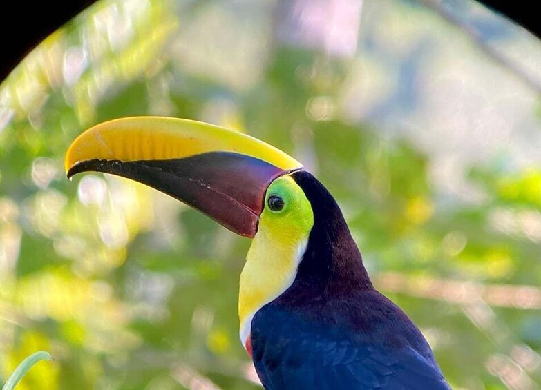 Picture 3 for Activity Manuel Antonio: Birdwatching exclusive tour