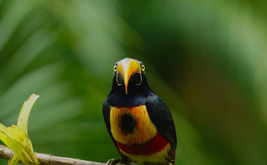 Manuel Antonio: Birdwatching exclusive tour