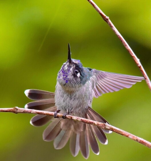 Picture 1 for Activity Manuel Antonio: Birdwatching exclusive tour