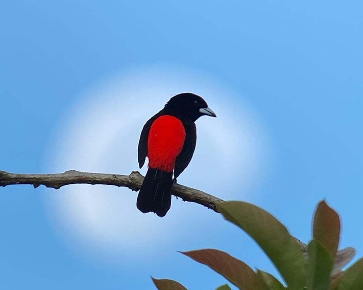 Picture 12 for Activity Manuel Antonio: Birdwatching exclusive tour