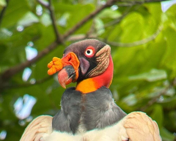 Picture 27 for Activity Manuel Antonio: Birdwatching exclusive tour