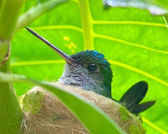 Picture 14 for Activity Manuel Antonio: Birdwatching exclusive tour