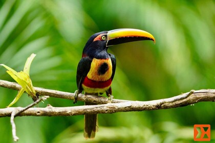 Manuel Antonio: Birdwatching exclusive tour