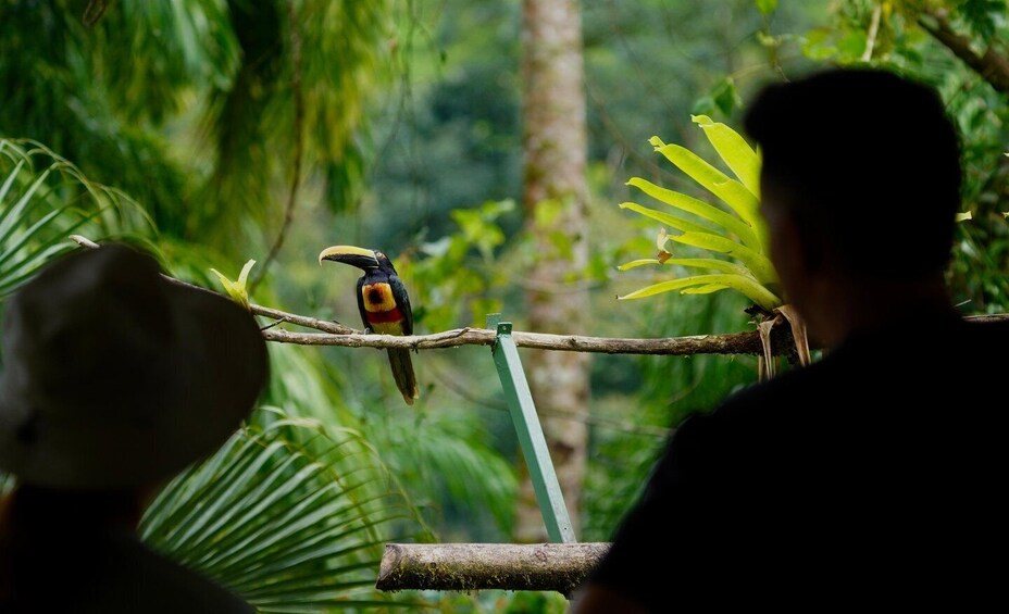 Picture 2 for Activity Manuel Antonio: Birdwatching exclusive tour