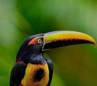Manuel Antonio: Birdwatching exclusive tour
