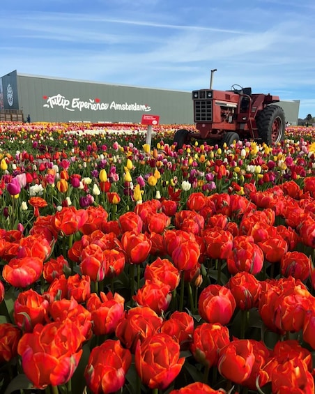 Warmond: Kagerplassen Cruise with "Tulip Experience" Ticket
