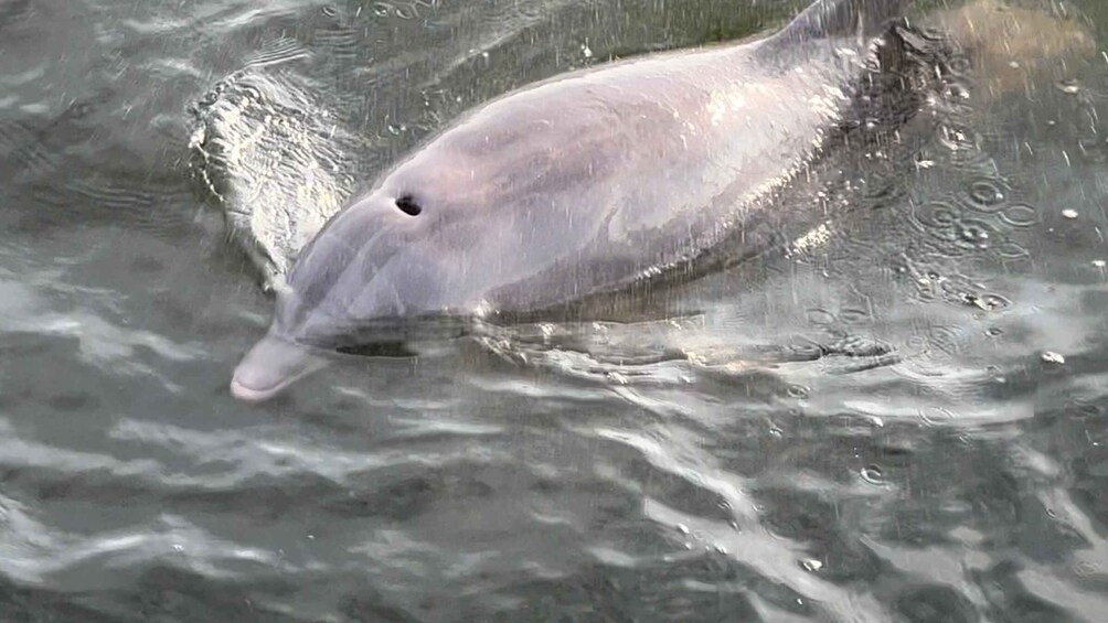 Picture 3 for Activity Dolphin & Scenic Bay Sightseeing Cruise Up to 49, Pensacola