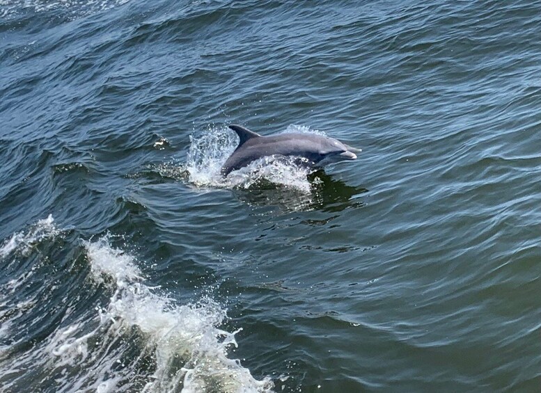 Picture 8 for Activity Dolphin & Scenic Bay Sightseeing Cruise Up to 49, Pensacola